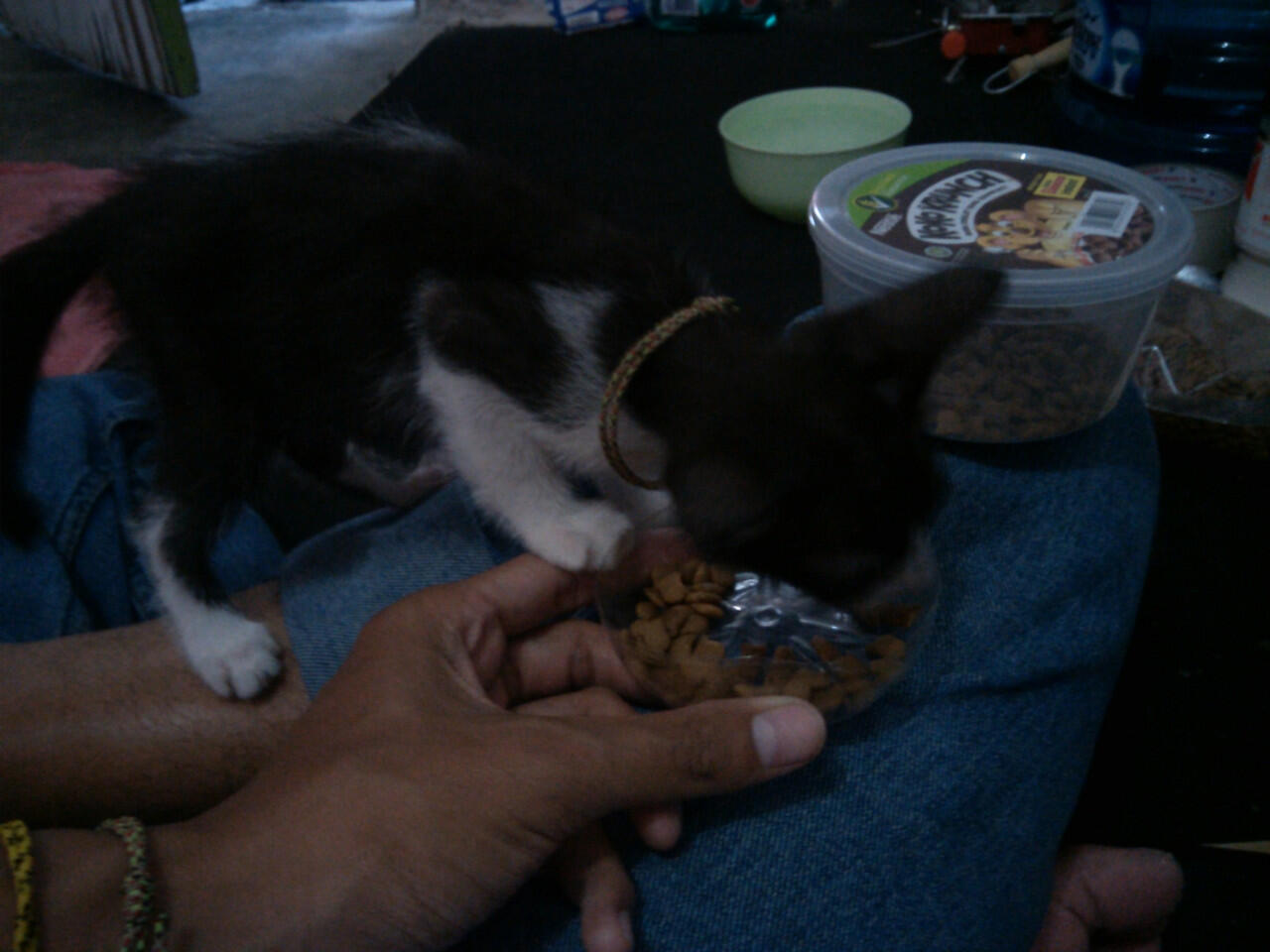 Hibah kitten (anak kucing) kampung, jantan, lucu, hitam-putih - ane kasi gratis