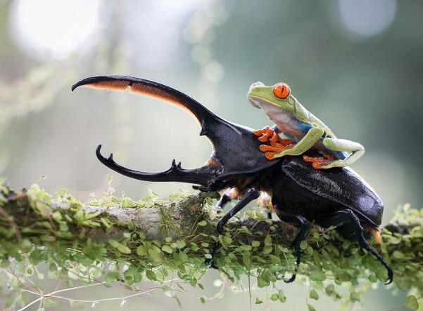 35 Foto "Nominasi Sony World Photography Awards"