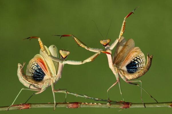 35 Foto "Nominasi Sony World Photography Awards"