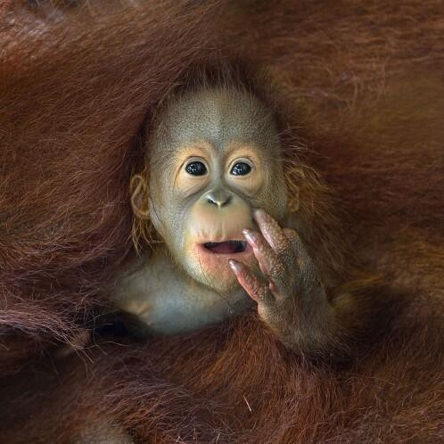 35 Foto "Nominasi Sony World Photography Awards"