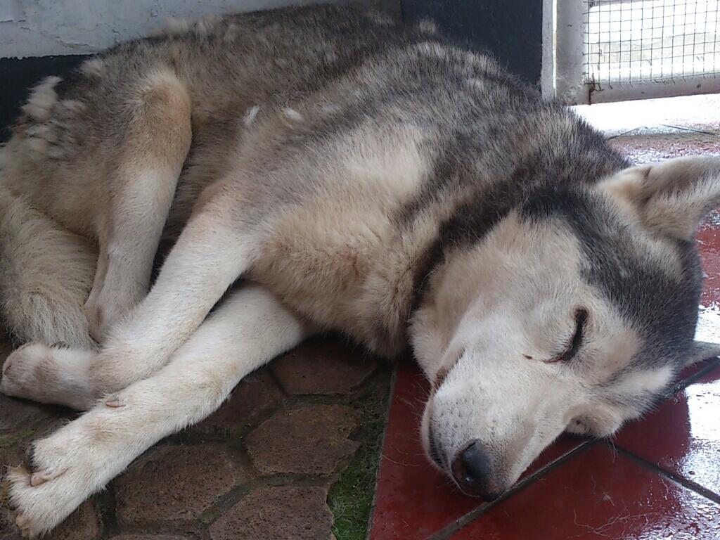 Jual Beli Anjing Ras Jual Beli