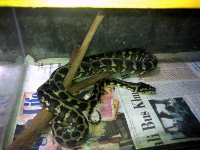 Retic Borneo, Molu Dwarf, Carpet Python Stripe (edisi pensiun main reptile)