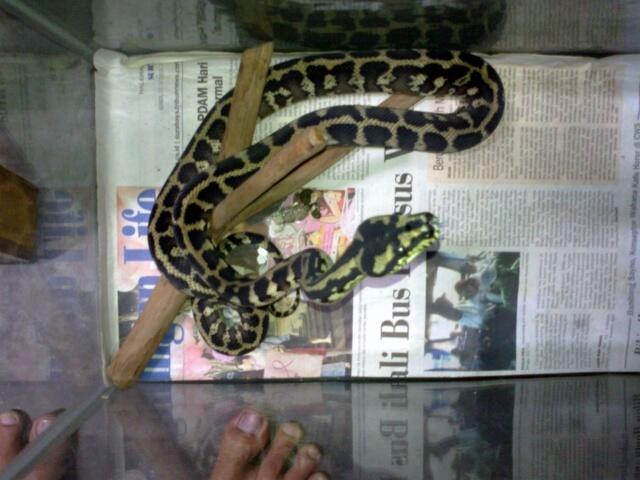 Retic Borneo, Molu Dwarf, Carpet Python Stripe (edisi pensiun main reptile)