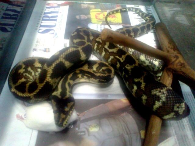 Retic Borneo, Molu Dwarf, Carpet Python Stripe (edisi pensiun main reptile)