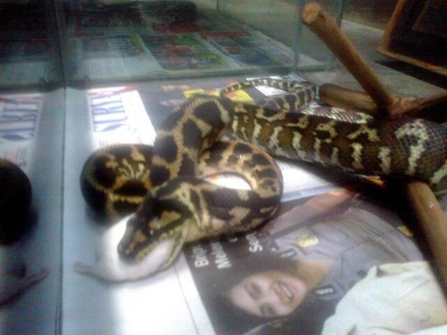 Retic Borneo, Molu Dwarf, Carpet Python Stripe (edisi pensiun main reptile)