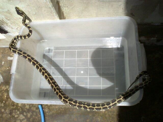 Retic Borneo, Molu Dwarf, Carpet Python Stripe (edisi pensiun main reptile)