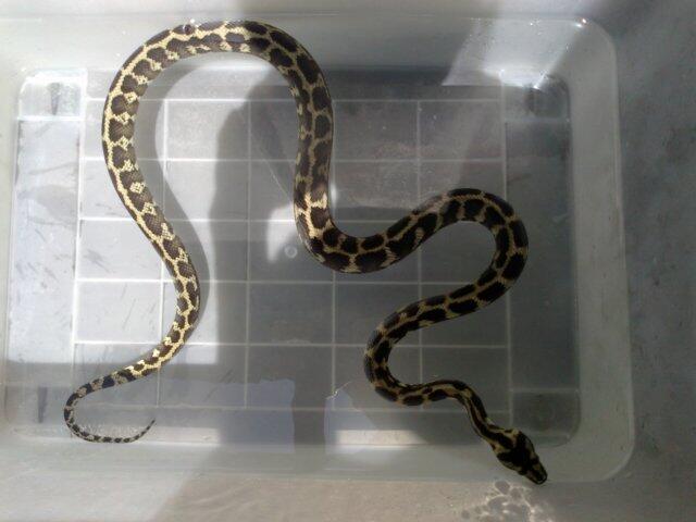Retic Borneo, Molu Dwarf, Carpet Python Stripe (edisi pensiun main reptile)