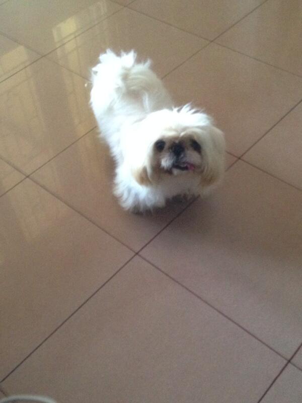 Semi hibah shis tzu mix pug