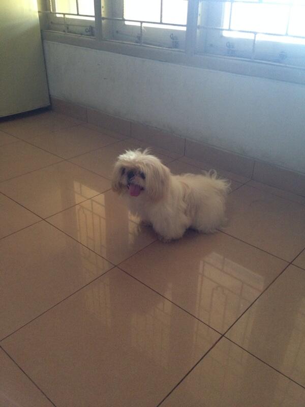 Semi hibah shis tzu mix pug