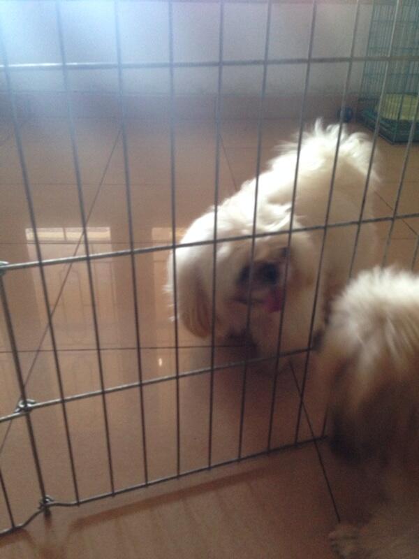 Semi hibah shis tzu mix pug