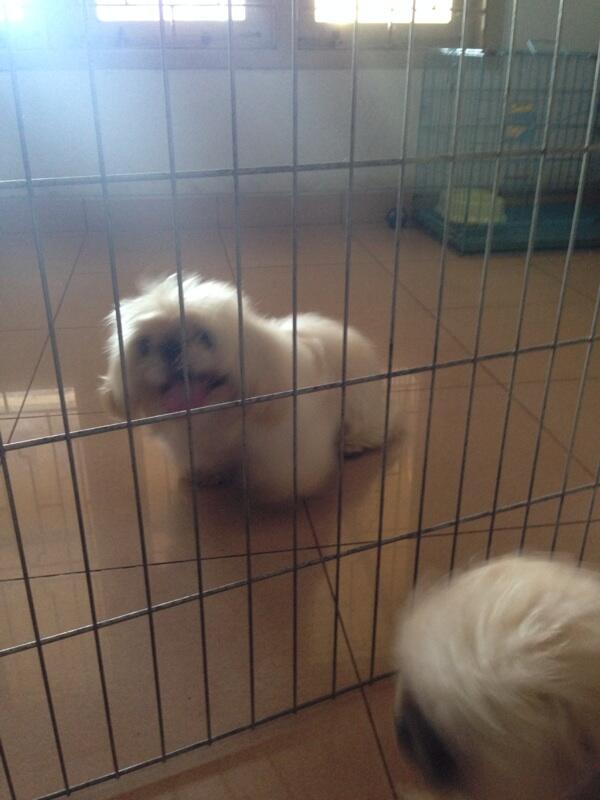 Semi hibah shis tzu mix pug