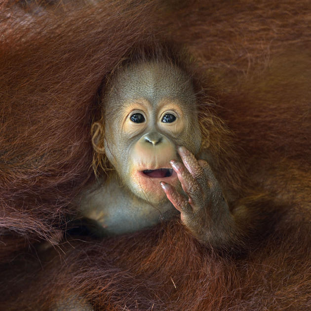 Karya menakjubkan fotografer amatir