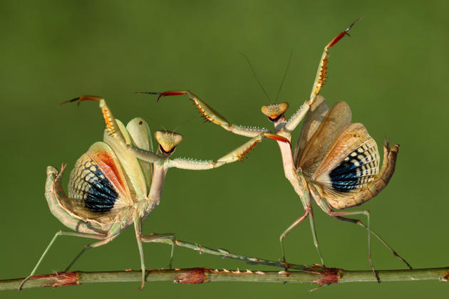 Karya menakjubkan fotografer amatir