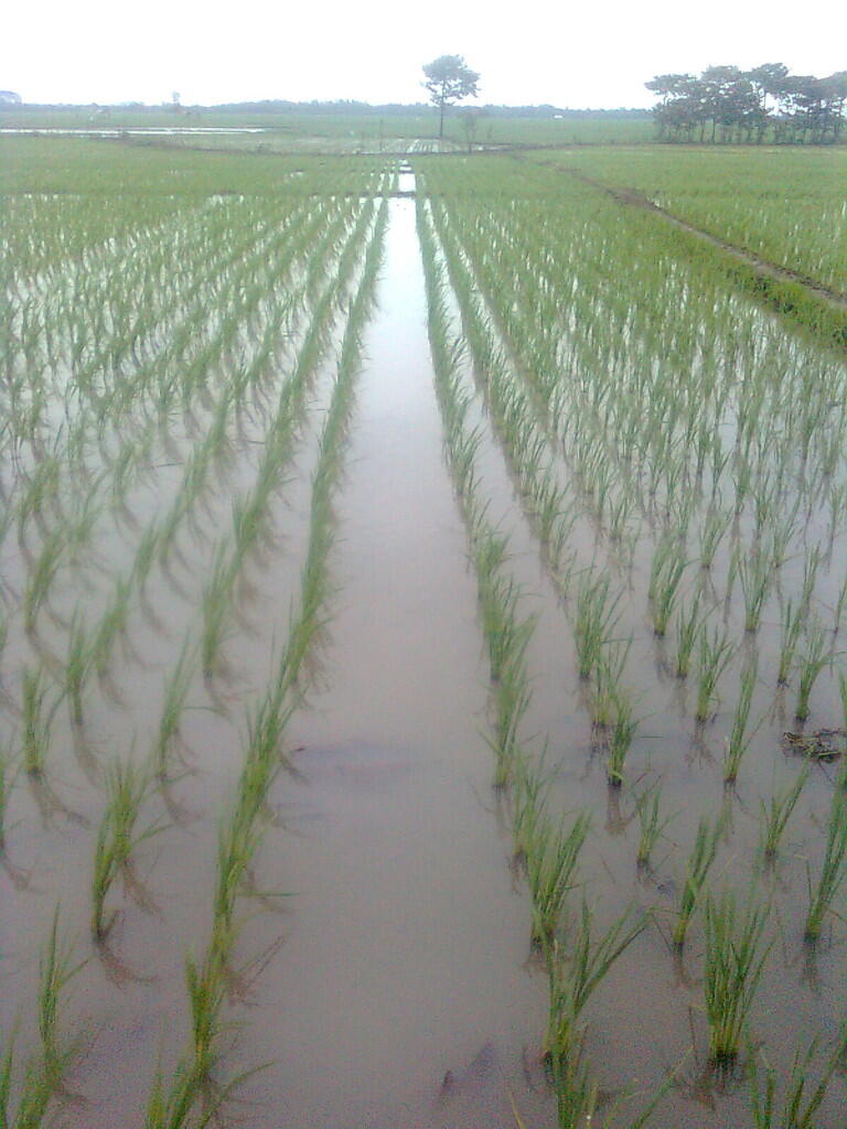 Investasi Sawah