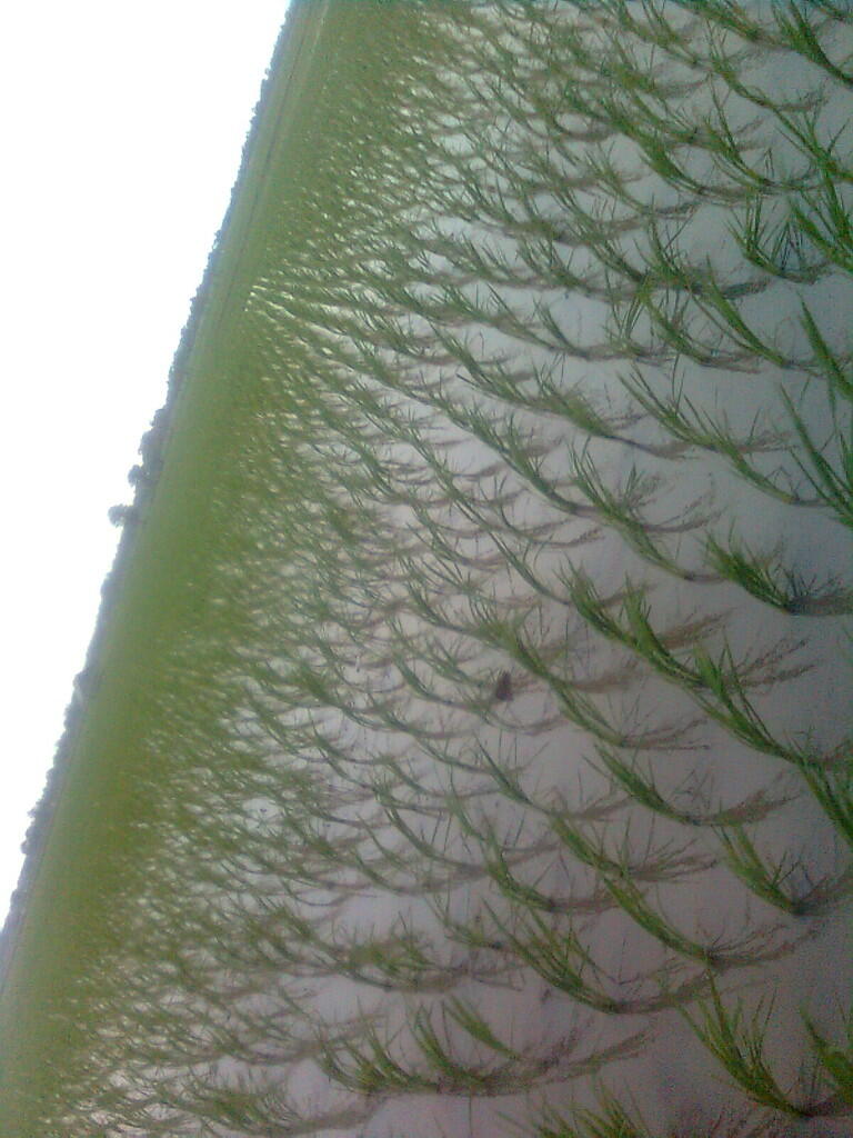 Investasi Sawah