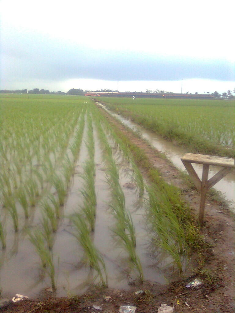 Investasi Sawah