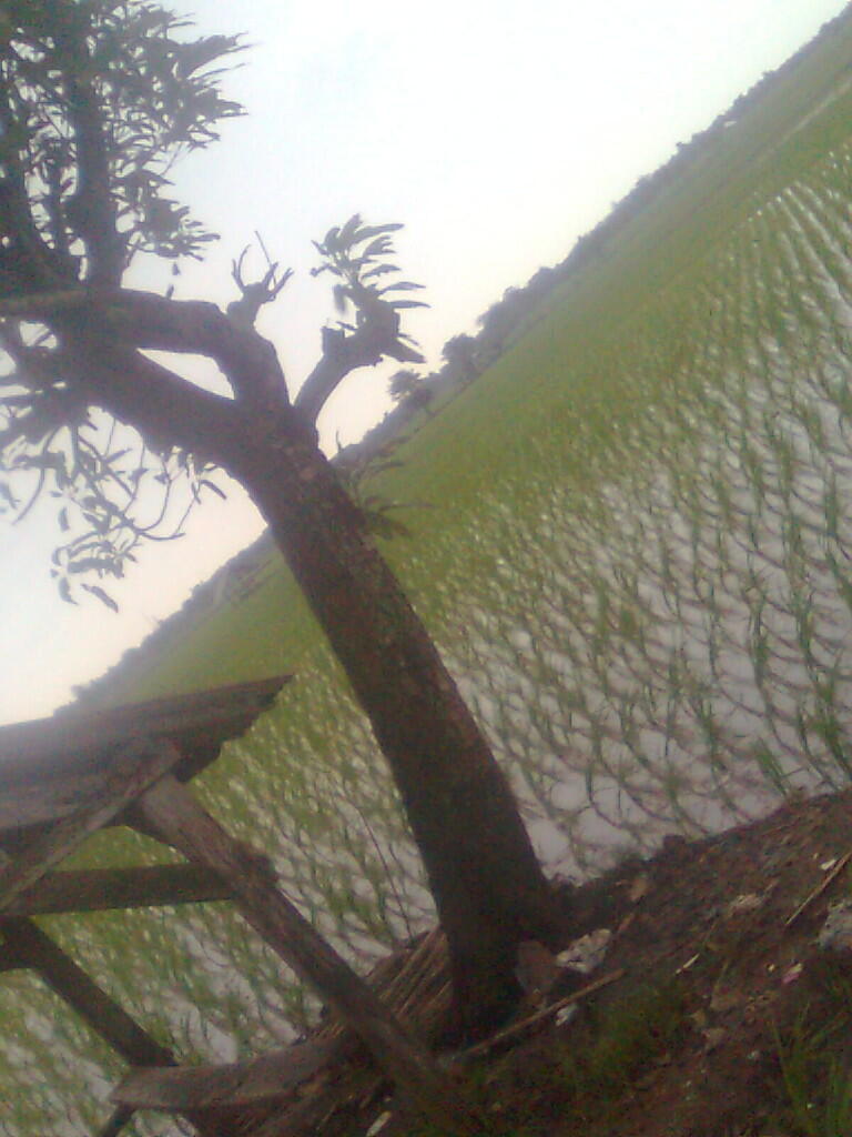 Investasi Sawah