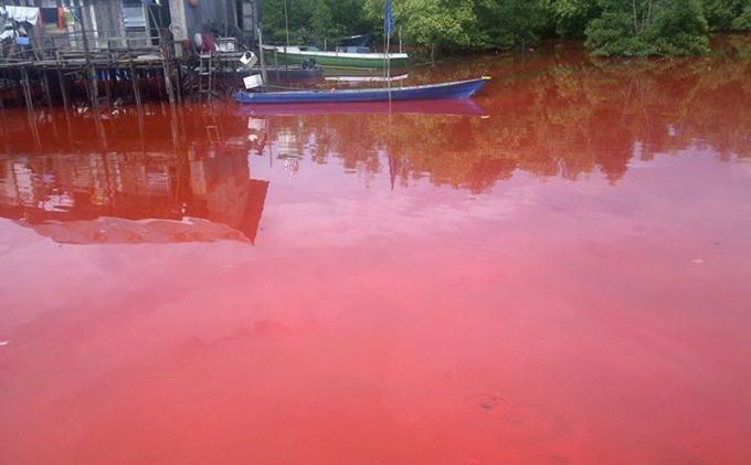 Heboh, Sungai Tanjung Laut-Bontang Mendadak Berwarna Merah Darah