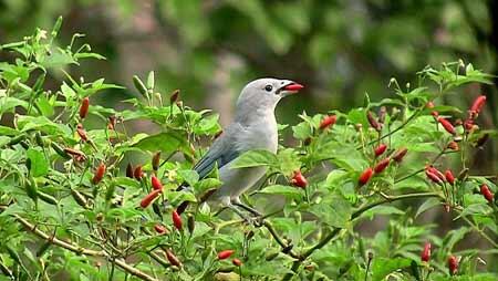 Cabe-Cabean Ter 'HOT,PANAS,PEDAS' Didunia (BB+18)