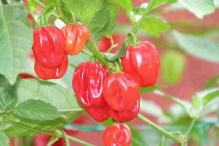 Cabe-Cabean Ter 'HOT,PANAS,PEDAS' Didunia (BB+18)