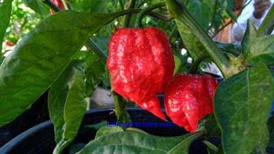 Cabe-Cabean Ter 'HOT,PANAS,PEDAS' Didunia (BB+18)