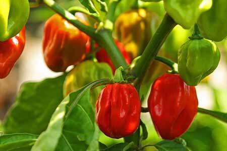 Cabe-Cabean Ter 'HOT,PANAS,PEDAS' Didunia (BB+18)