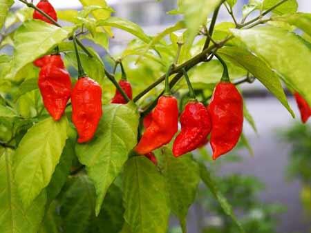 Cabe-Cabean Ter 'HOT,PANAS,PEDAS' Didunia (BB+18)