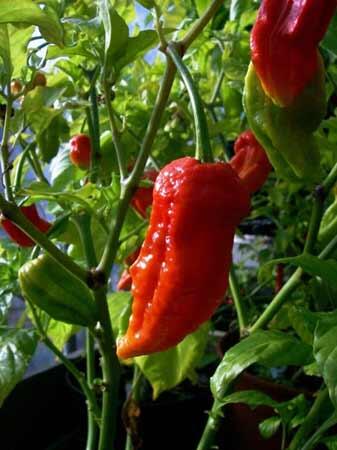 Cabe-Cabean Ter 'HOT,PANAS,PEDAS' Didunia (BB+18)