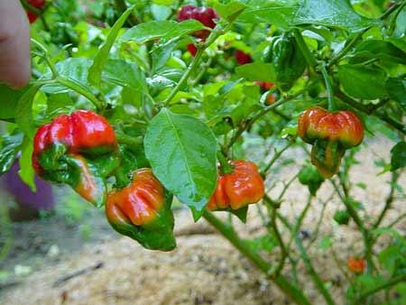 Cabe-Cabean Ter 'HOT,PANAS,PEDAS' Didunia (BB+18)