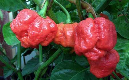 Cabe-Cabean Ter 'HOT,PANAS,PEDAS' Didunia (BB+18)