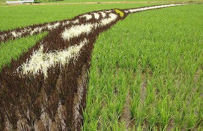 &#91;wOOW,KERREEENN GAN&#93; tTANBO ART ## seni melukis diatas sawah ##