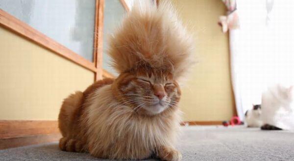 Kucing Unik Berambut ala Punker