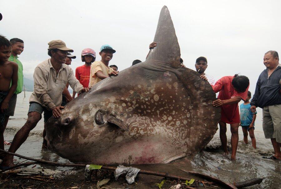 IKAN RAKSASA DITEMUKAN DI PERAIRAN PALU GAN