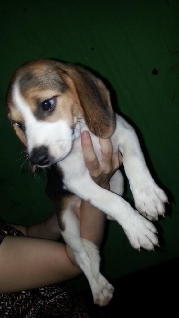 WTS Anakan Puppies Beagle, 2 Jantan, 1 Betina (DOB akhir Desember 2013)