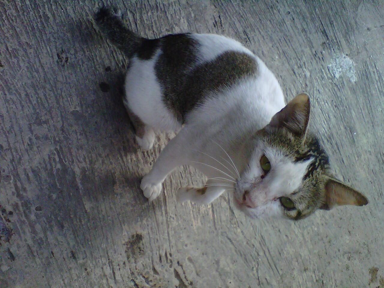 Kucing Motif Unik Di Tempat Ane Gan :) (Pecinta Kucing Masuk Please)