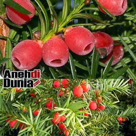 Tanaman yang beracun di dunia &#91;+Pic&#93;