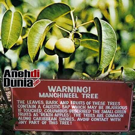 Tanaman yang beracun di dunia &#91;+Pic&#93;