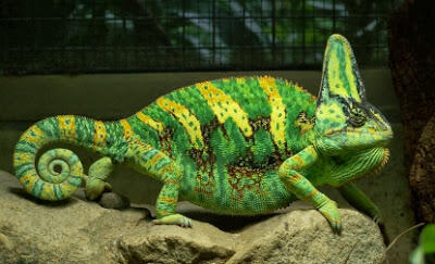 Hewan yang Memiliki Warna Mencolok di Dunia (Beautiful Colour)