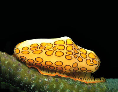 Hewan yang Memiliki Warna Mencolok di Dunia (Beautiful Colour)