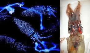 Hewan yang Memiliki Warna Mencolok di Dunia (Beautiful Colour)