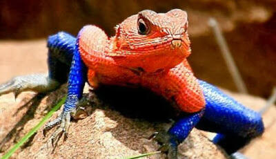 Hewan yang Memiliki Warna Mencolok di Dunia (Beautiful Colour)