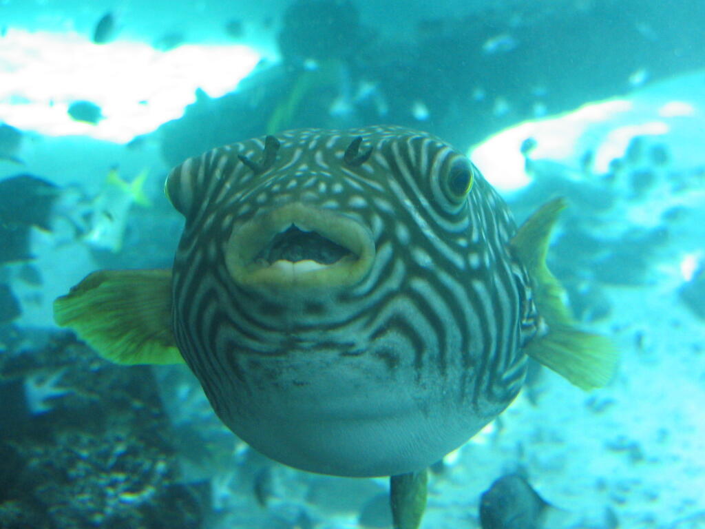 Ikan Laut Untuk Di Aquarium
