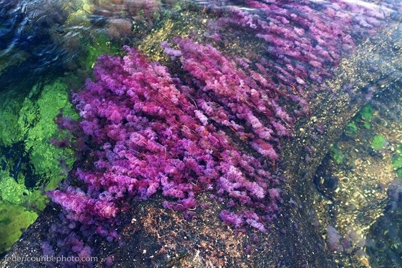 Indahnya Crystal River, Sungai dengan Warna Pelangi