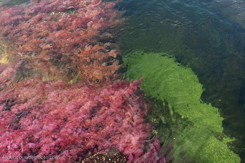 Indahnya Crystal River, Sungai dengan Warna Pelangi