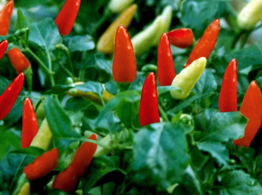 Hal positip yang dapat kita ambil dari cabe2 an