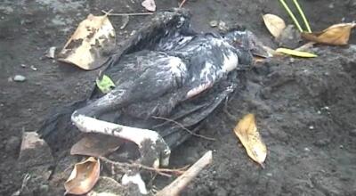 Waspadai Flu Burung, Banyak Ayam TeTangga Ane Pada Mati