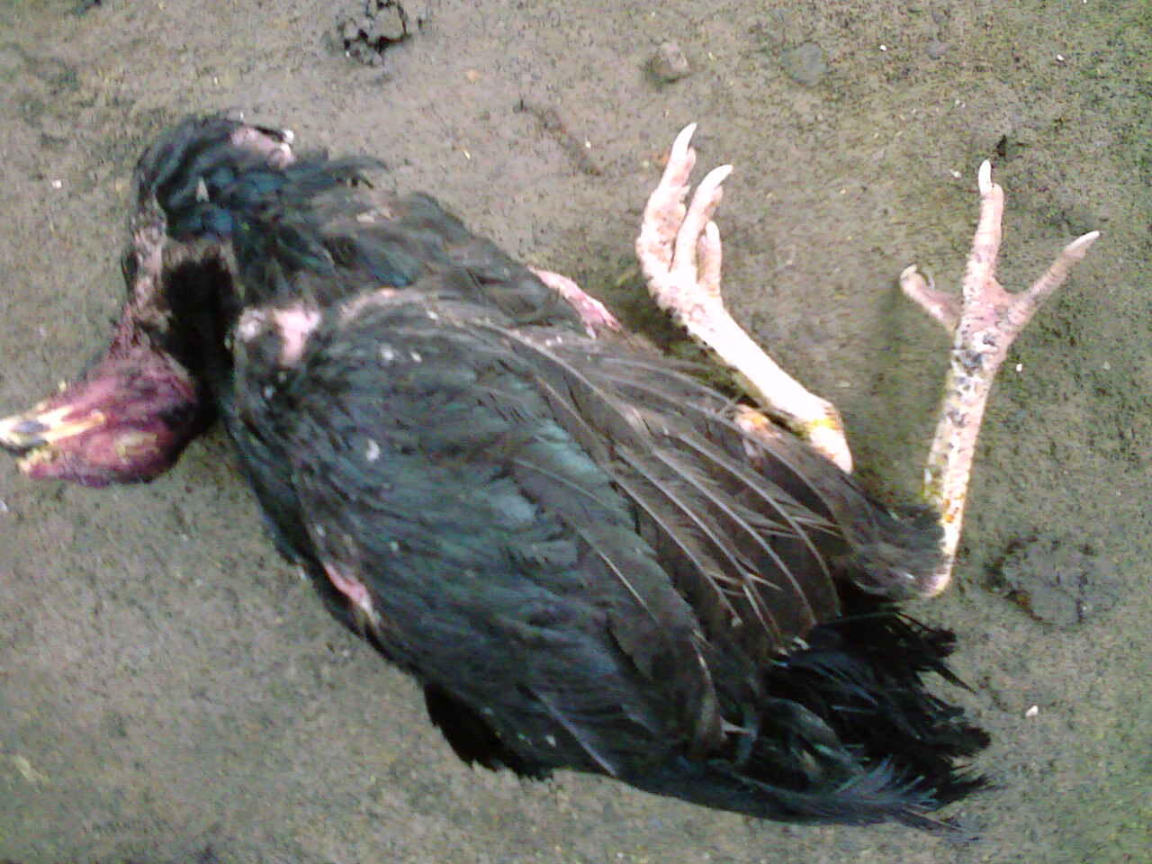 Waspadai Flu Burung, Banyak Ayam TeTangga Ane Pada Mati