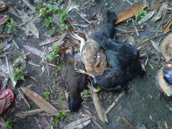 Waspadai Flu Burung, Banyak Ayam TeTangga Ane Pada Mati
