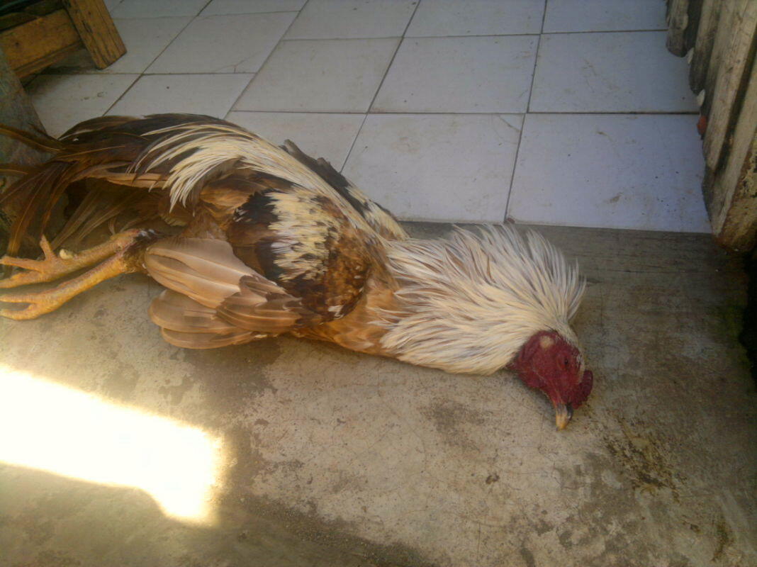 Waspadai Flu Burung, Banyak Ayam TeTangga Ane Pada Mati