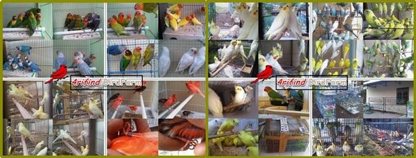 JUAL LOVEBIRD KLEP/NON KLEP LENGKAP ANEKA WARNA